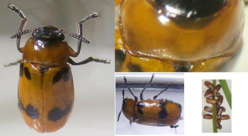 Macrolenes dentipes